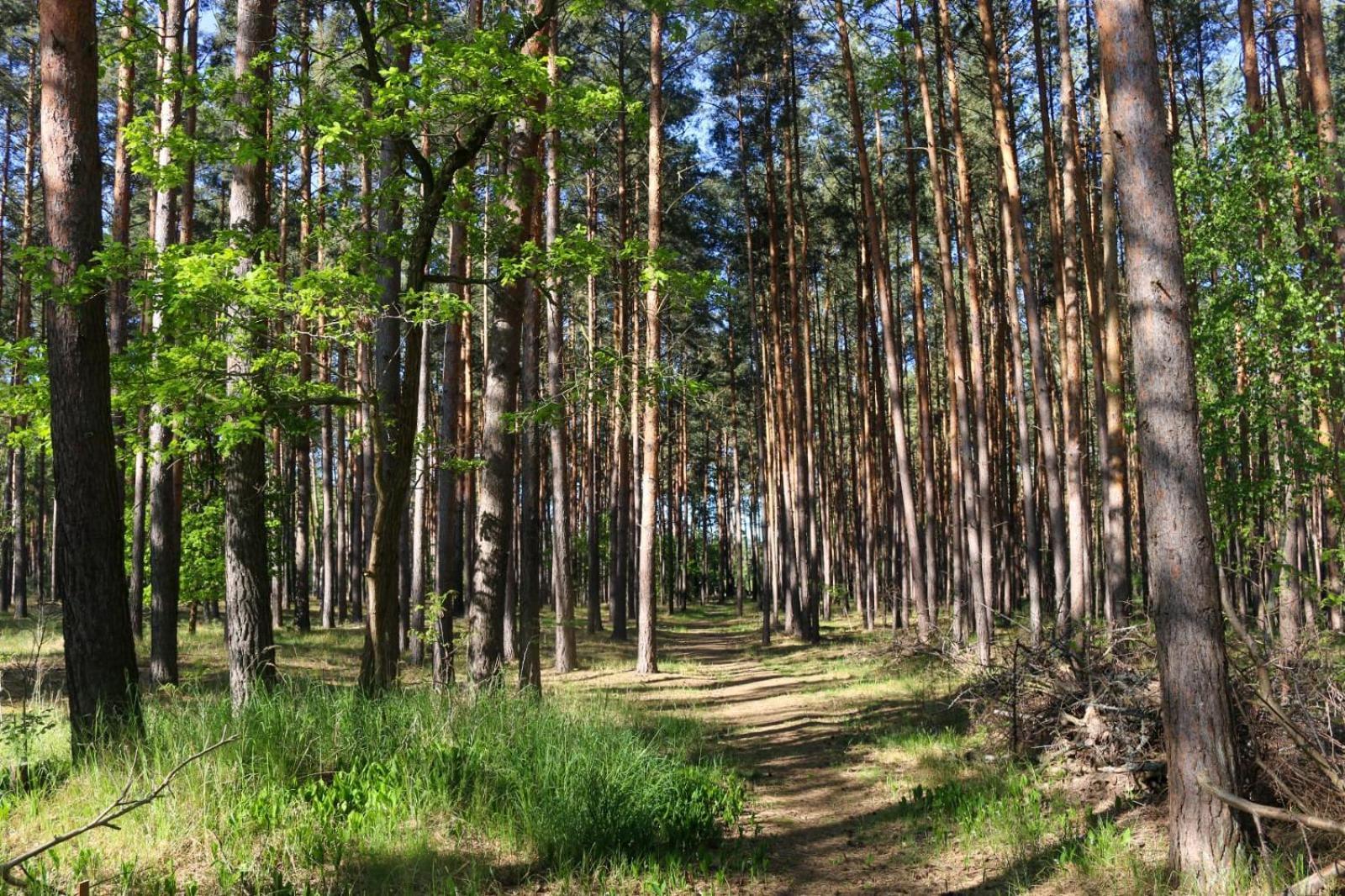 Tinyhaus Idyllisch Am Waldesrand Hotel คอตต์บุส ภายนอก รูปภาพ